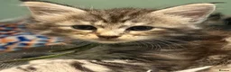 Maine Coon cats for sale: Pure maine coons - Advert 7