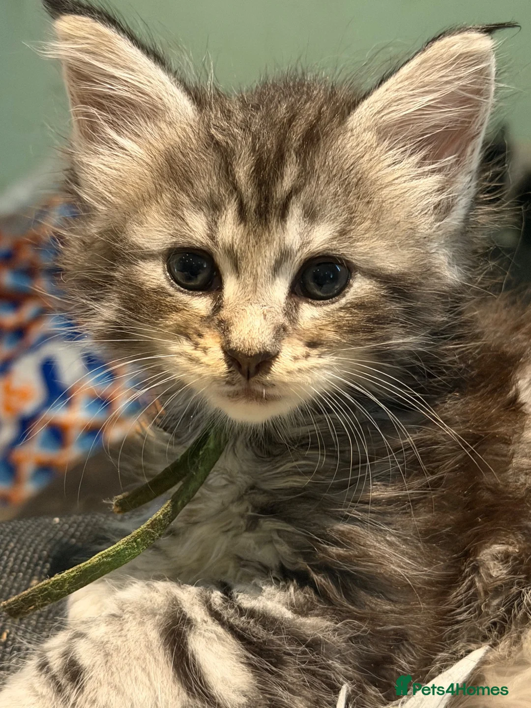 Maine Coon cats for sale: Pure maine coons - Advert 7