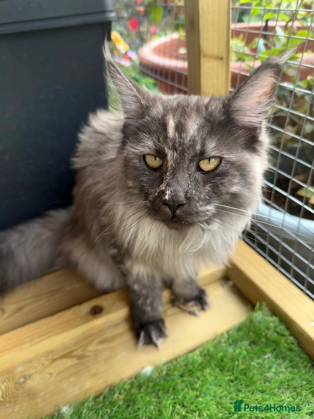 Maine Coon cats for sale: HURRY!! 10-MONTH-OLD MAINE COON KITTENS FOR SALE🐱 - Image 19