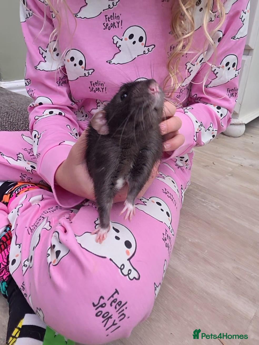 Rat rodents for sale: Two Lovely Rats - Advert 2