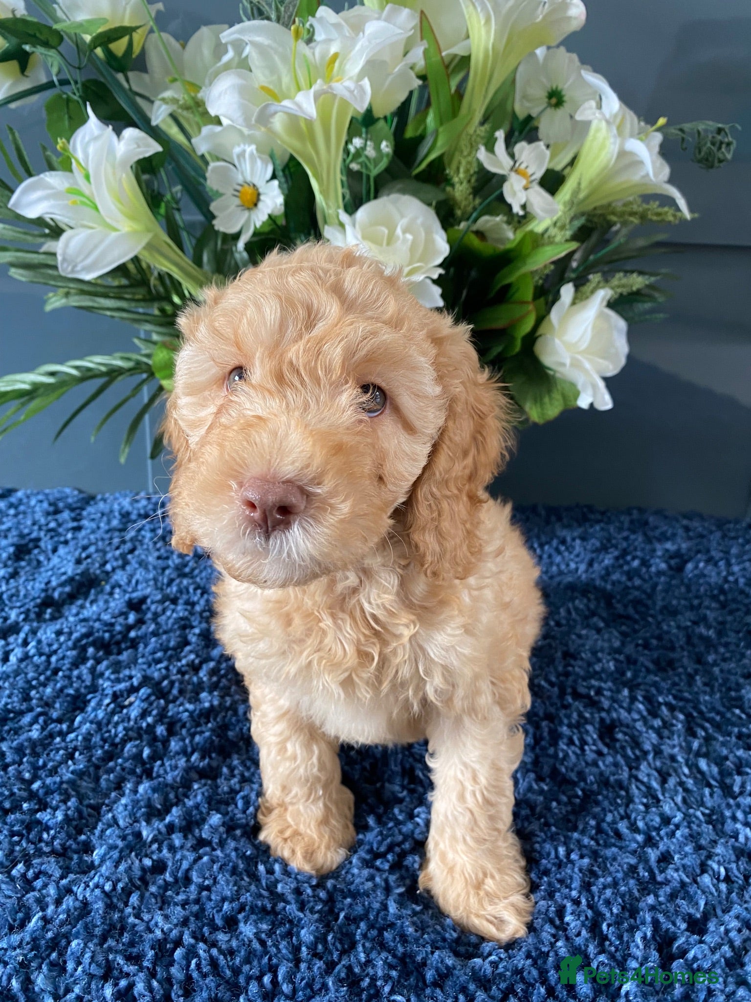 Cockapoo dogs 1 boy available.F1b mini cockapoos Health tested.  - Advert 2