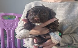 Lagotto Romagnolo dogs for sale: Lagotto Romagnolo, pure breed, KC reg litter - Image 22