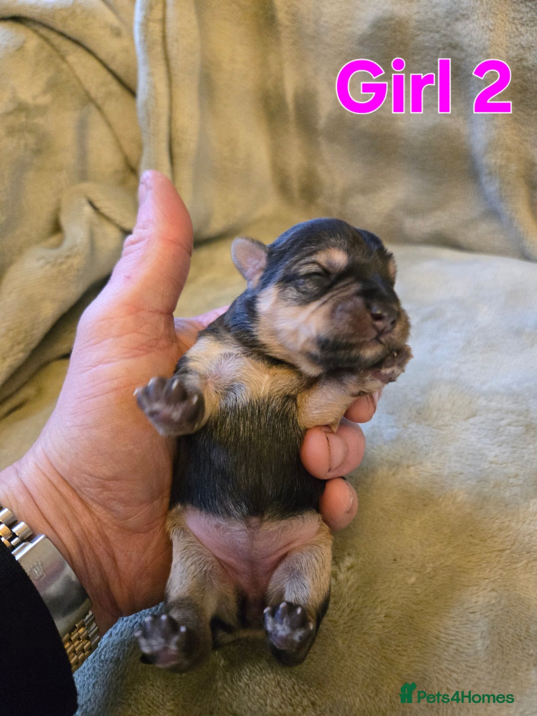 Yorkshire Terrier dogs for sale: Beautiful Miniature Yorkshire Terrier Puppies - Advert 10