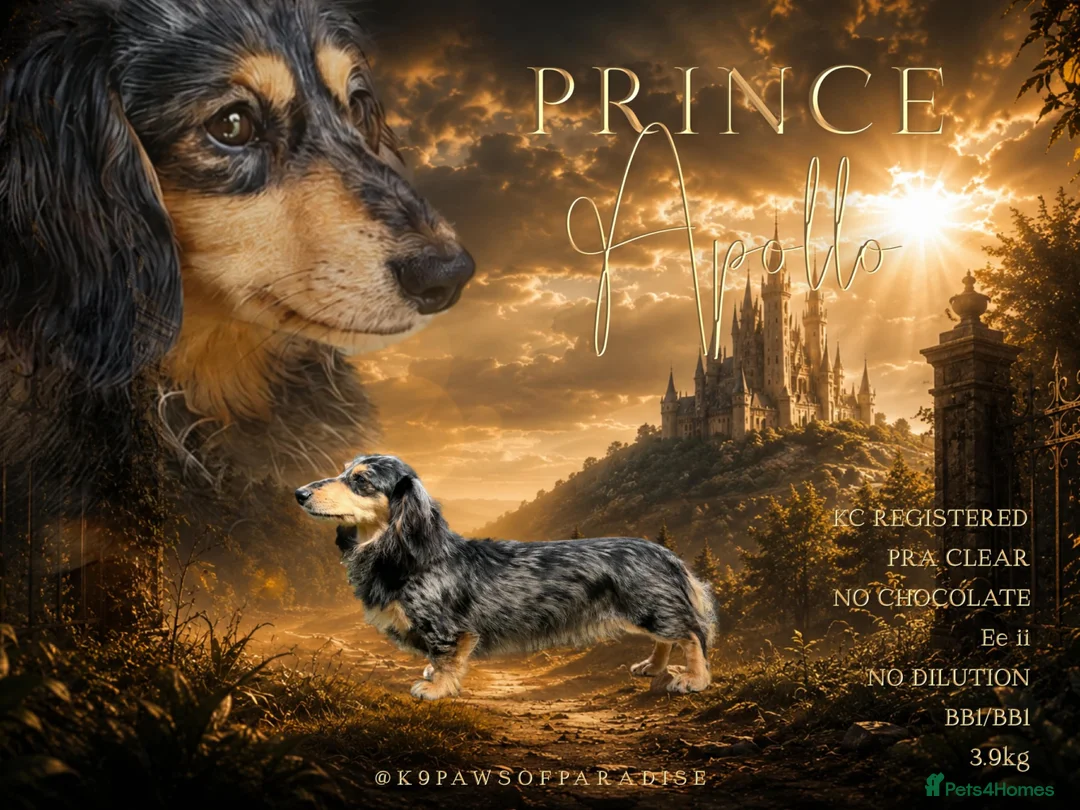 Miniature Dachshund dogs for stud: PROVEN SILVER DAPPLE & CREAM STUD🖤 - Advert 1