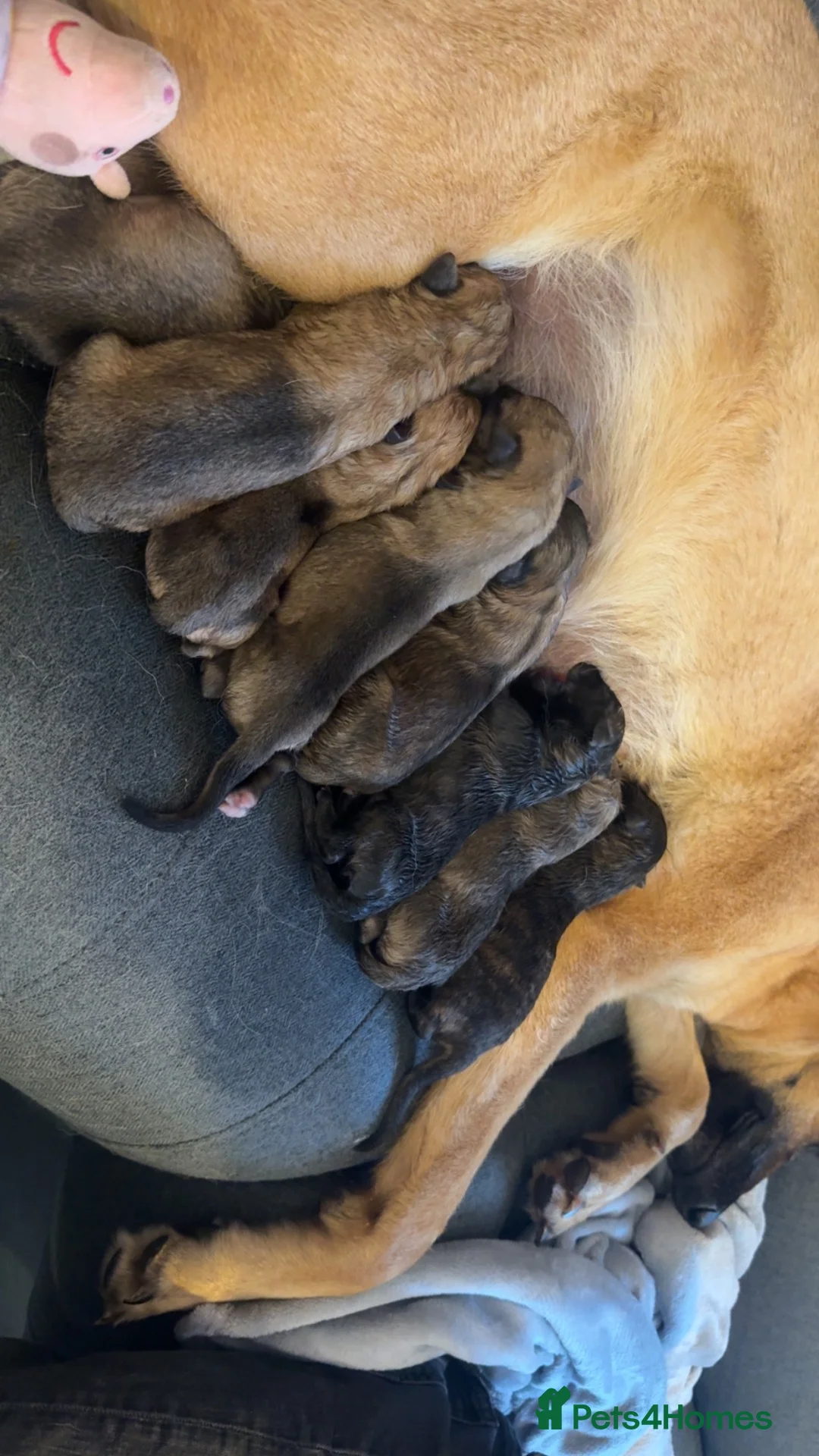 Mixed Breed dogs for sale: 12 gorgeous puppies need new family’s  - Advert 6