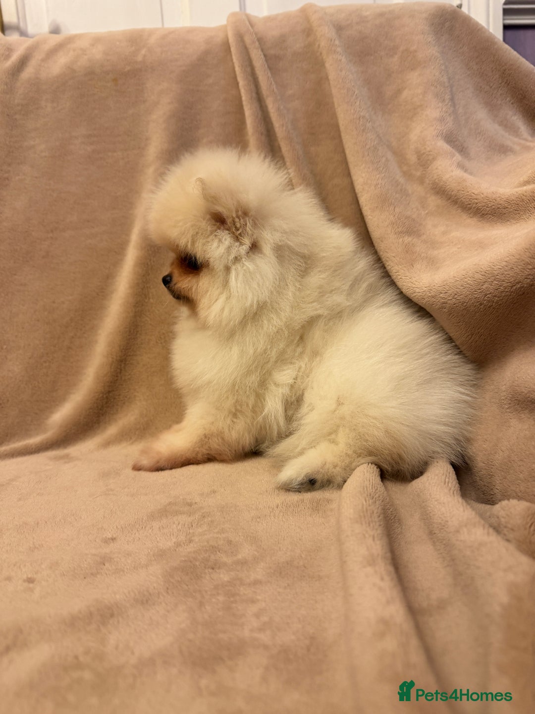 Pomeranian dogs for sale: ❤️Beautiful Pomeranian puppies❤️ - Advert 30
