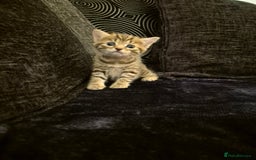 Mixed Breed cats for sale: Female kitten  - Image 4