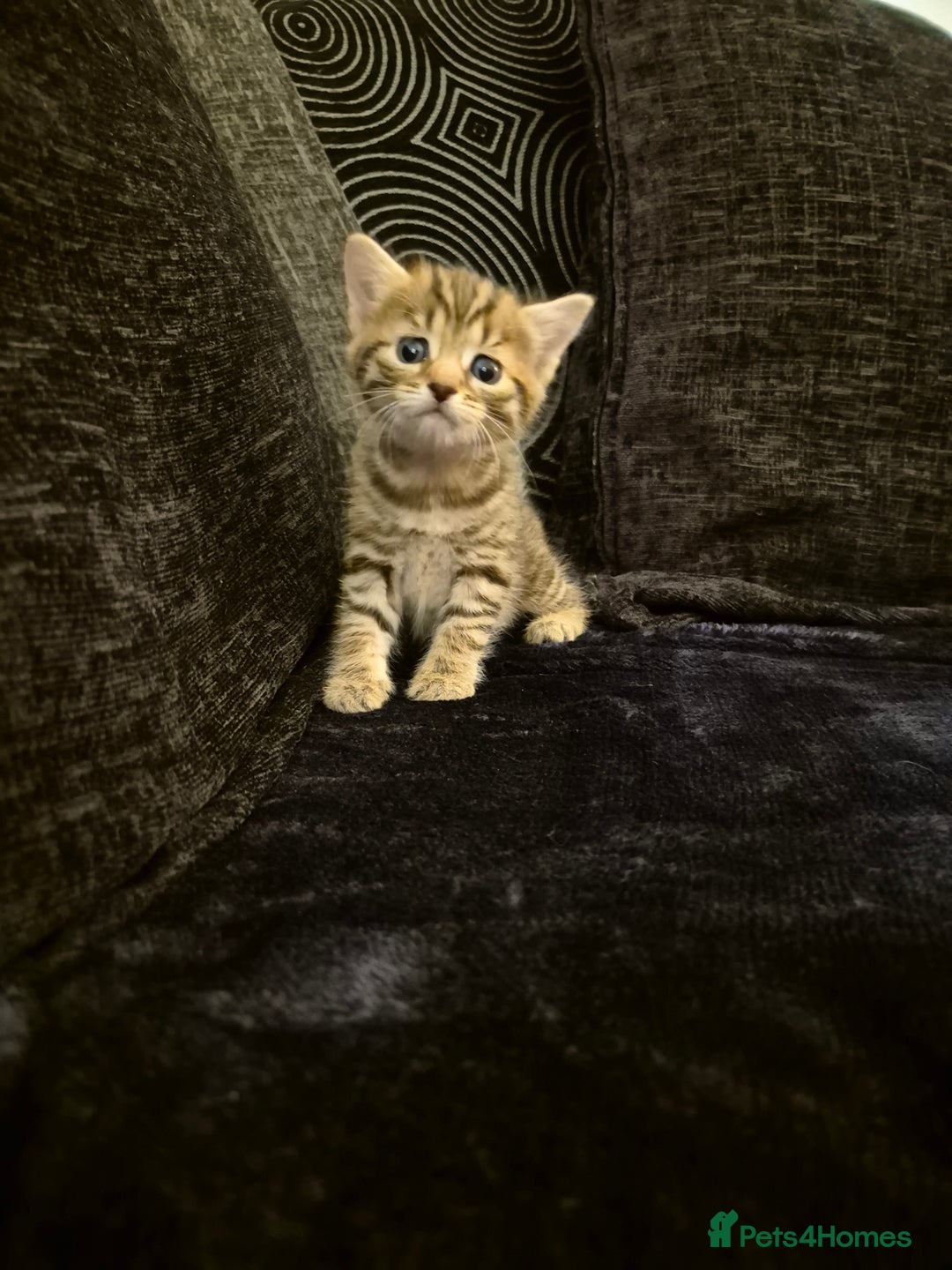 Mixed Breed cats for sale: Female kitten  - Image 4