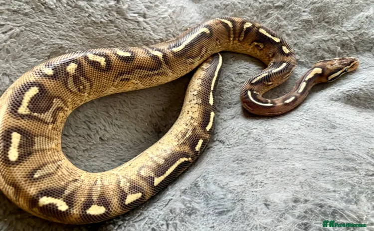 Python Snake reptiles - Advert 1