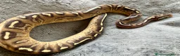 Python Snake reptiles for sale: Female royal pythons - Advert 1