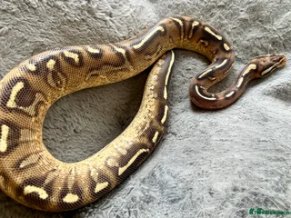 Python Snake reptiles - Advert 6