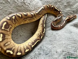 Python Snake reptiles Female royal pythons - Advert 3