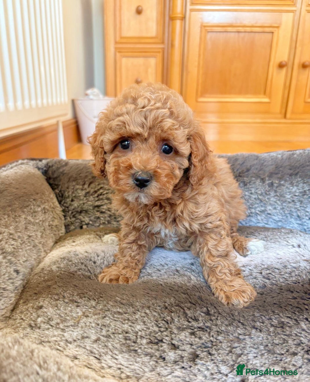 Toy Poodle dogs for sale: Stunning Toy Poodles  - Advert 2