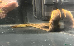 Other/Mixed Breed fish for sale: Predatory fish  - Image 5
