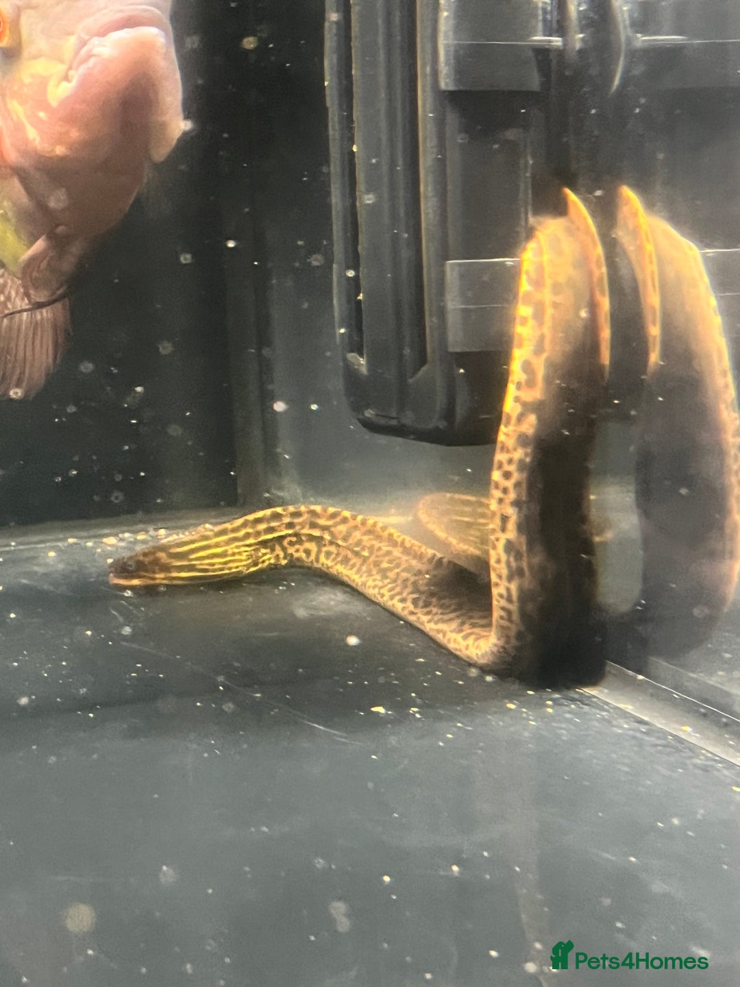 Other/Mixed Breed fish for sale: Predatory fish  - Image 5