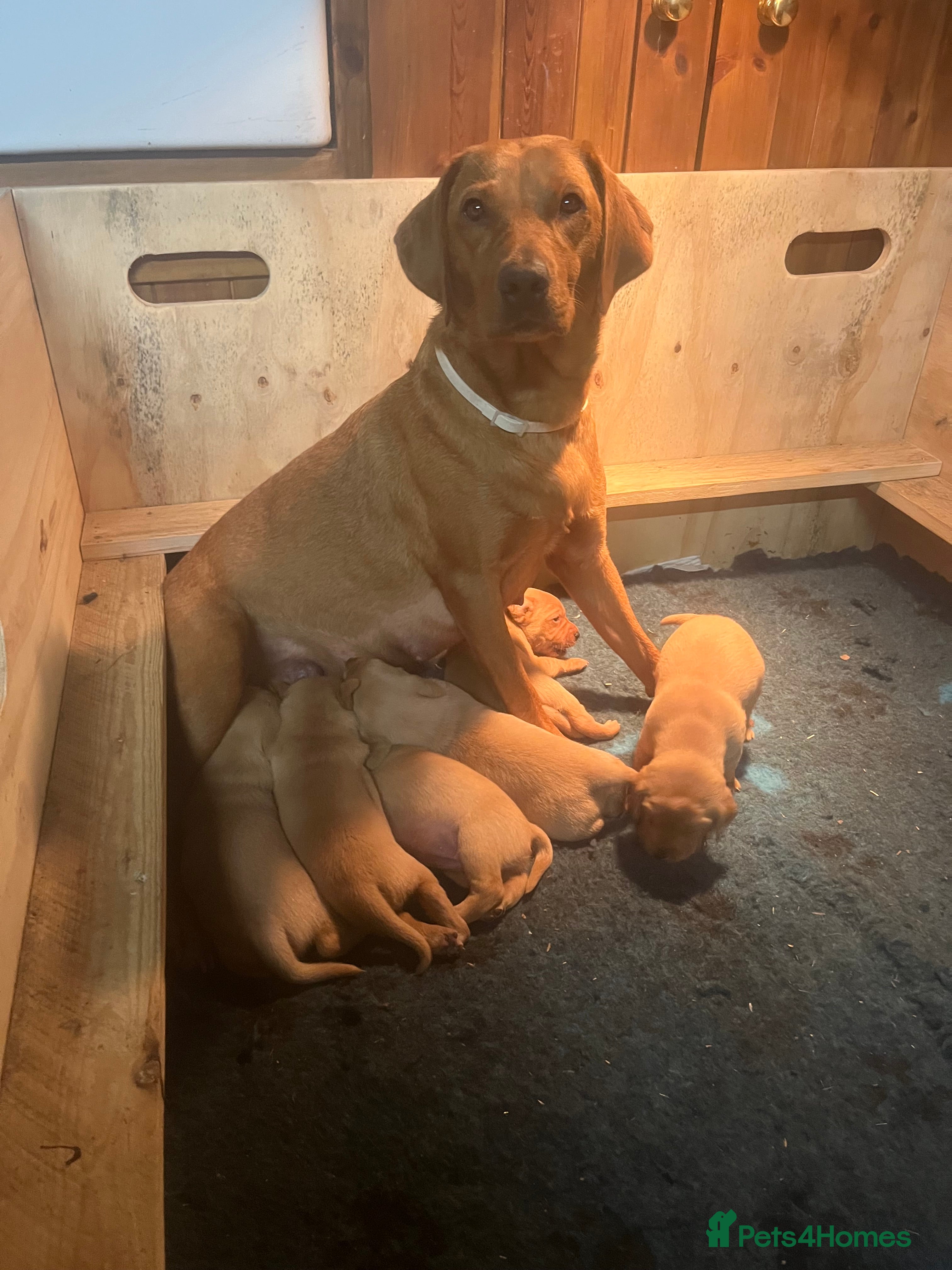 Labrador Retriever dogs Beautiful Labrador puppies  - Advert 1