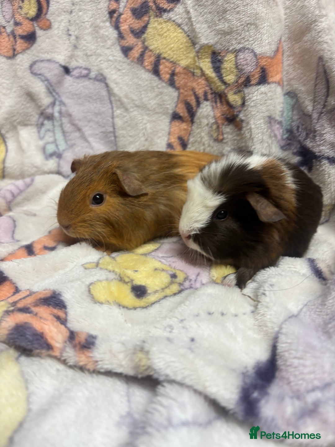 Guinea Pig rodents for sale: 2 beautiful girl piggys  - Advert 12