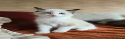 Ragdoll cats for sale: Pure Ragdoll Kittens  - Advert 32