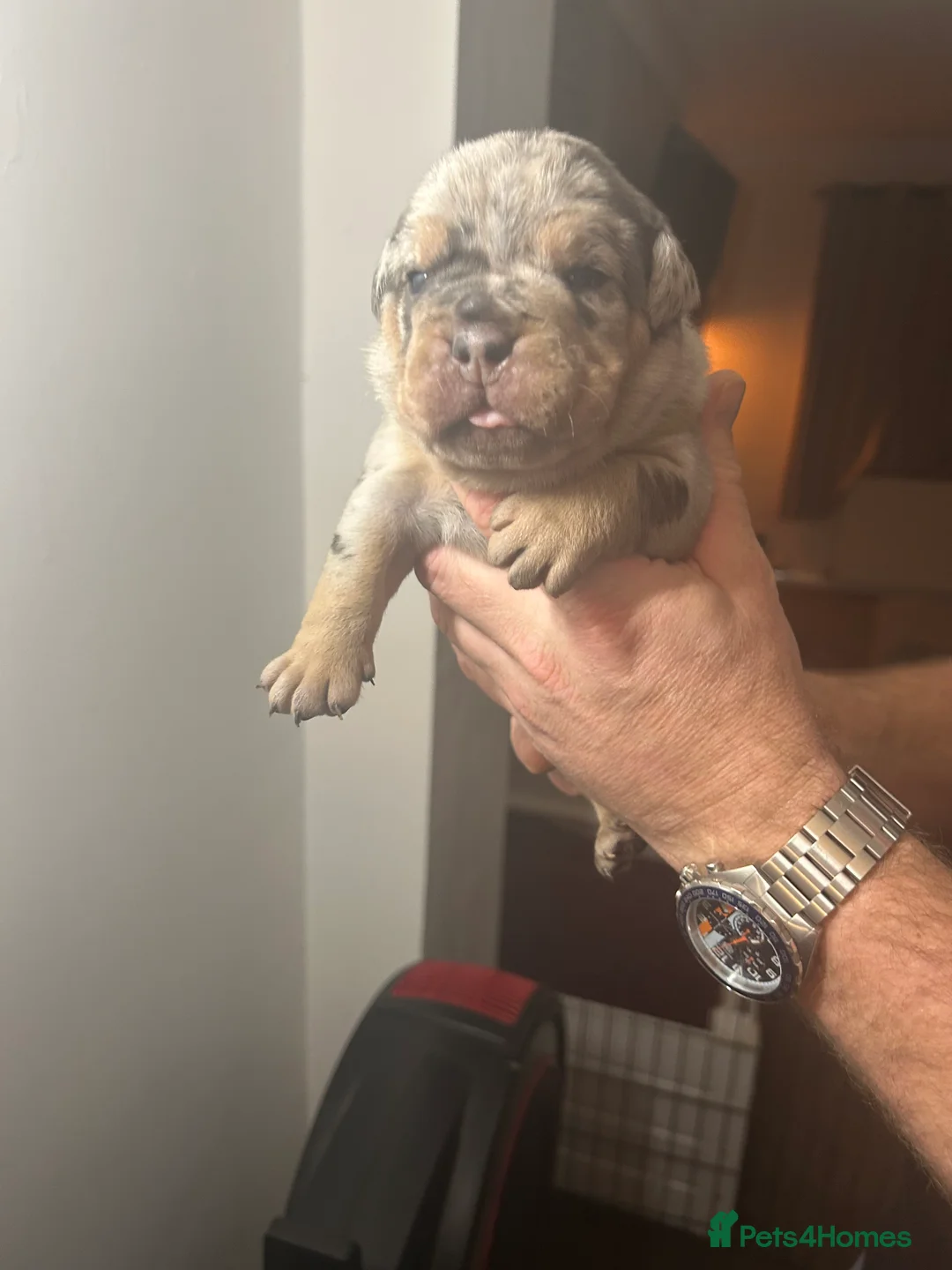 Olde English Bulldogge dogs for sale: 🔥Olde English bulldog puppies 🔥 - Advert 2