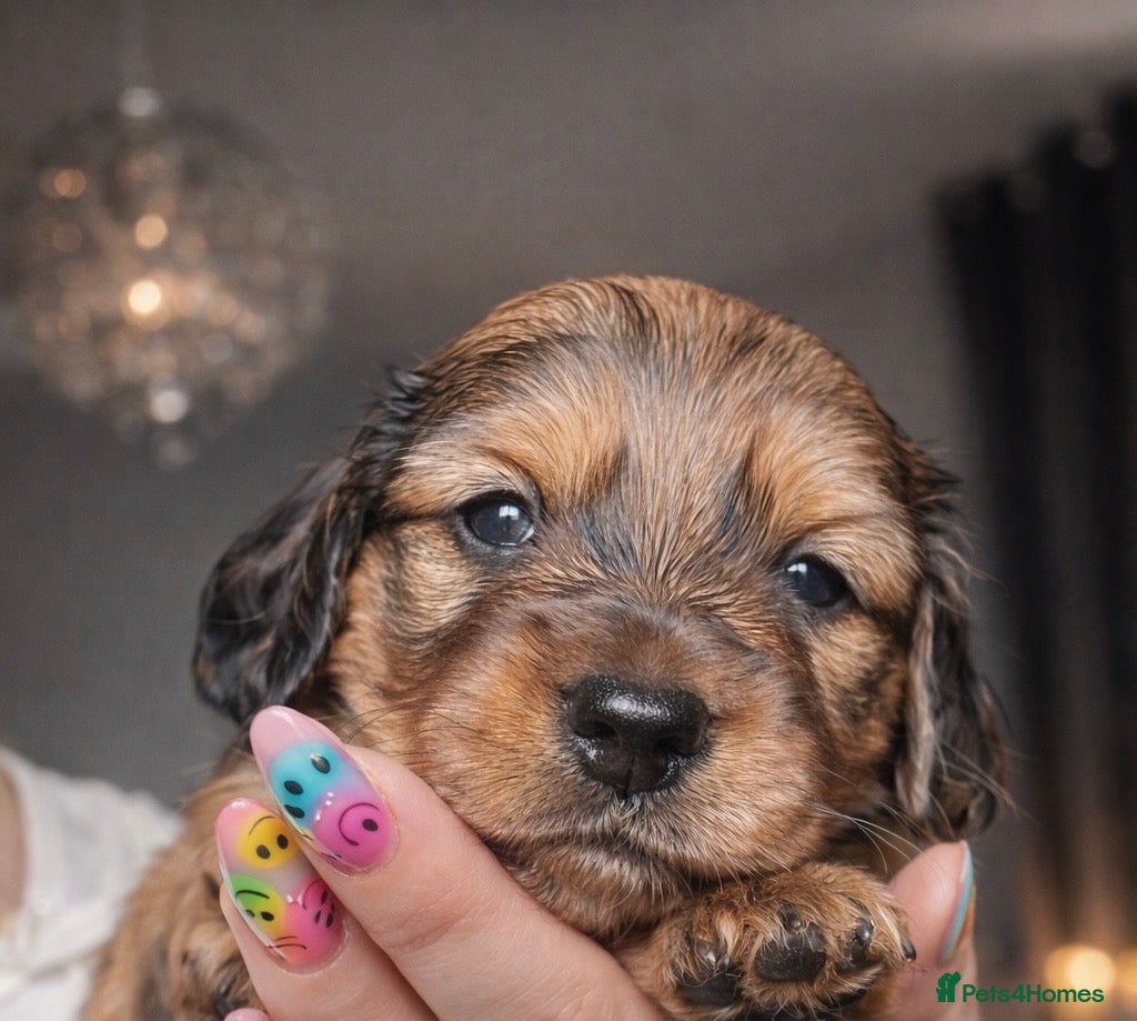 Miniature Dachshund dogs Stunning Miniature Dachshund Puppies  - Advert 2