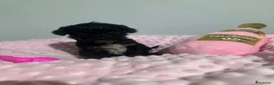 Cockapoo Puppy 7