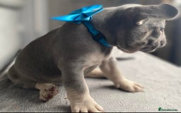 French Bulldog dogs for sale: French bulldog  puppies - Image 19