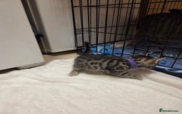 Bengal cats for sale: Beautiful 1/2 bengal kittens - Image 13