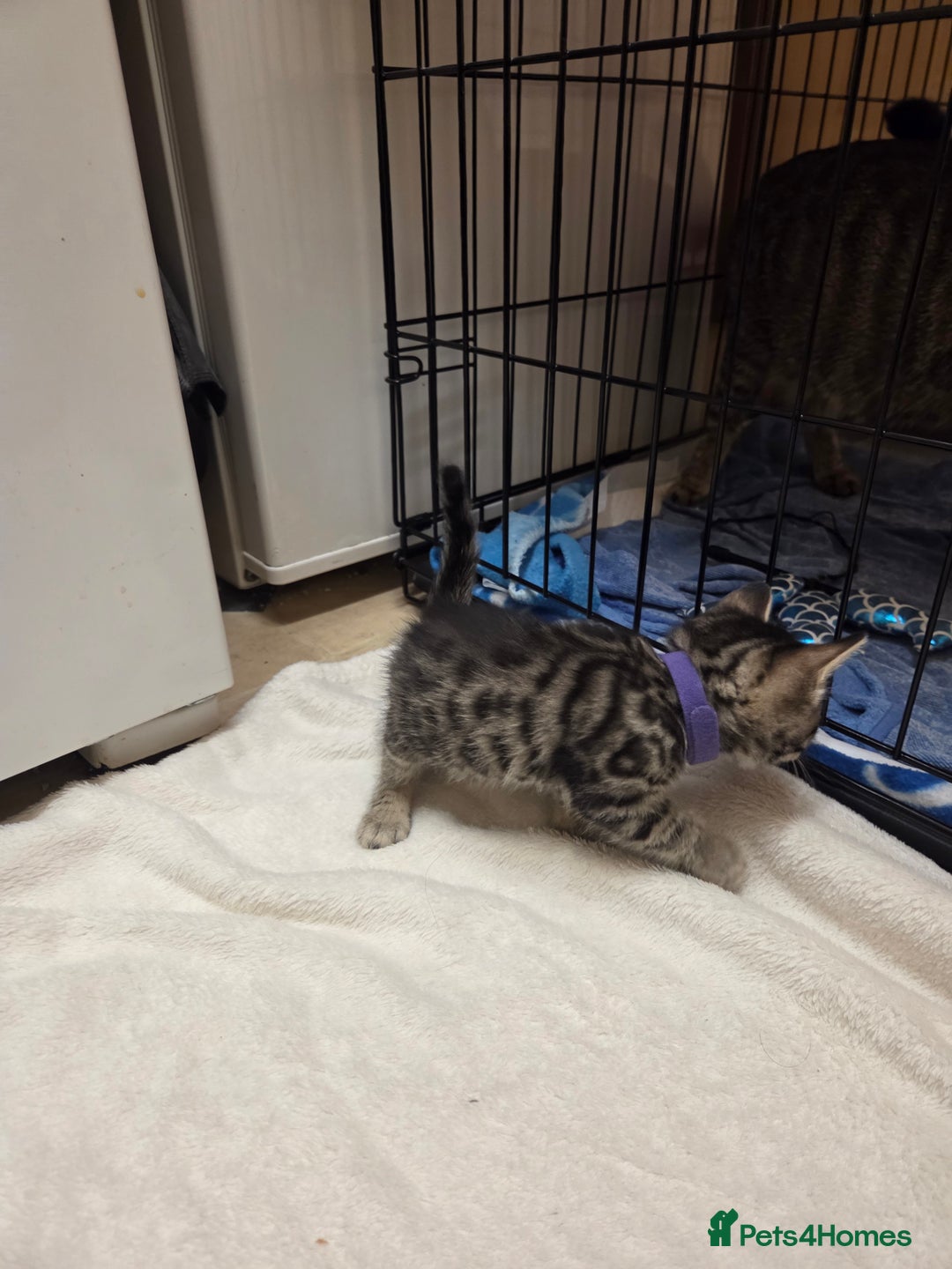 Bengal cats for sale: Beautiful 1/2 bengal kittens - Image 13