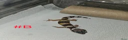 Leopard Gecko reptiles for sale: Leopard geckos available  - Advert 17