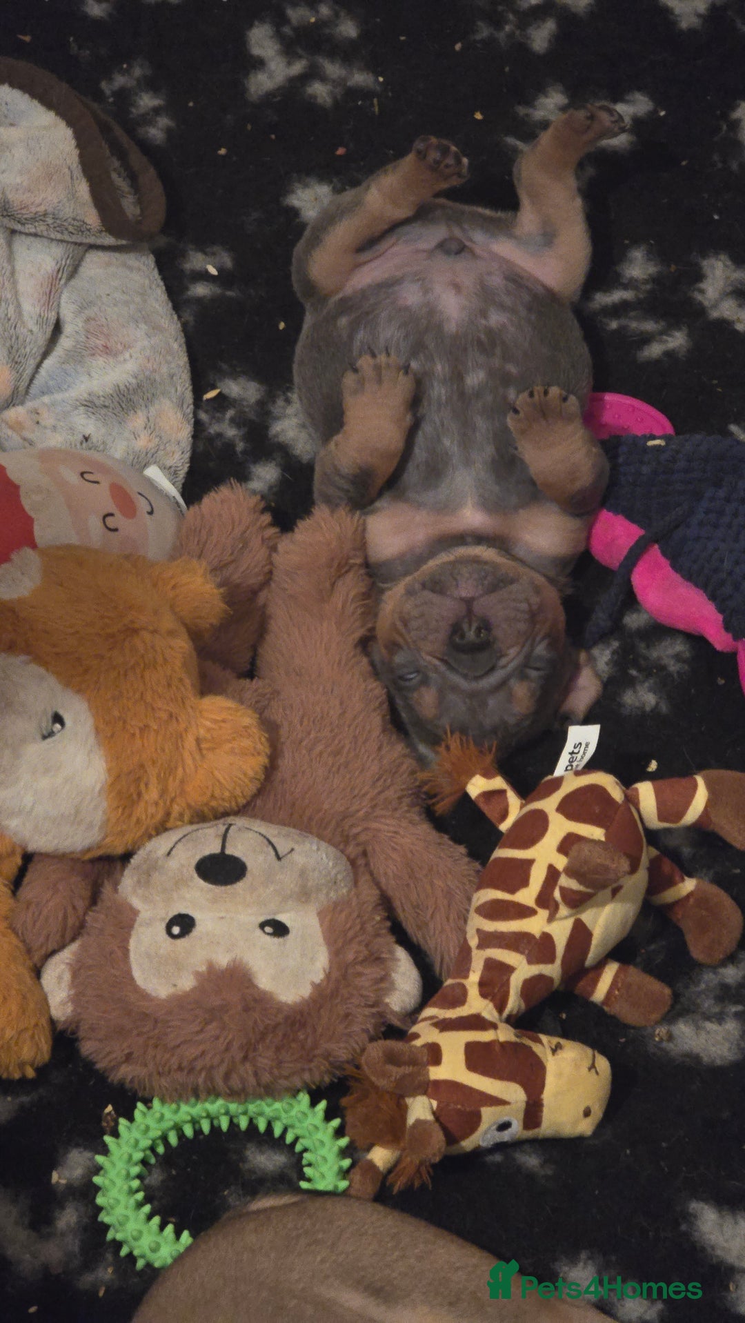 Mixed Breed dogs for sale: New england bulldogs  - Advert 20