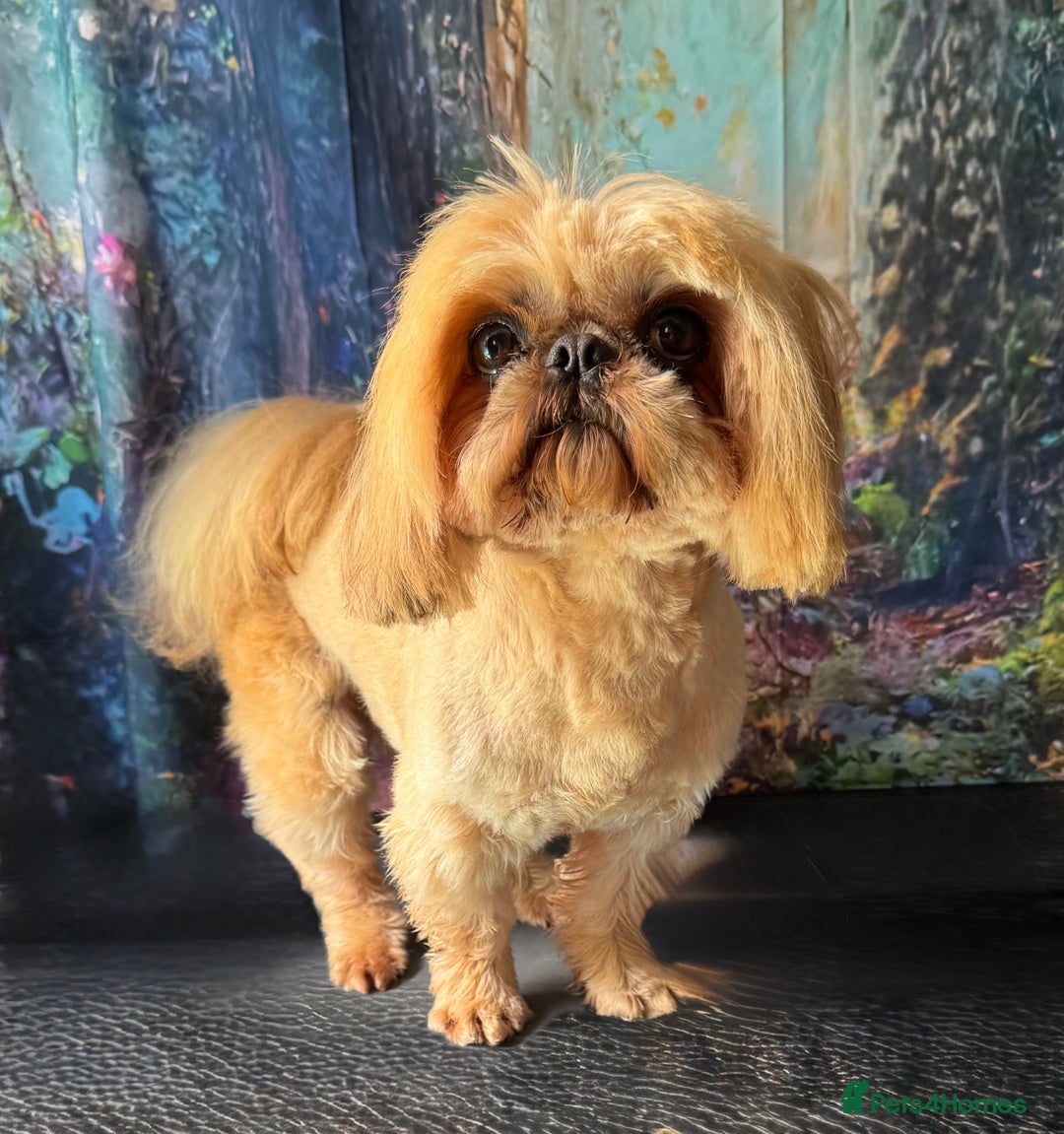 Shih Tzu dogs for sale: Exceptional pedigree litter ready NOW  - Image 4