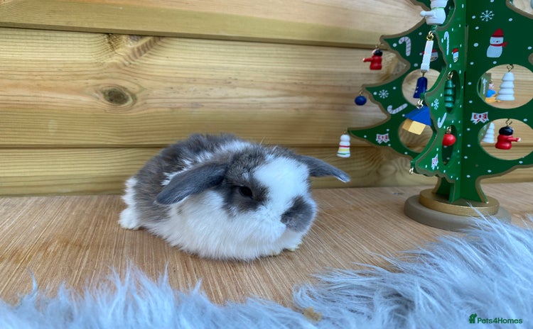 Mini Lop rabbits Mini lops  - Advert 2