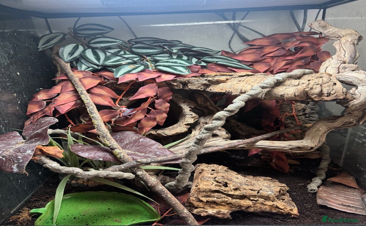 Gecko reptiles in Baldock - Advert 1