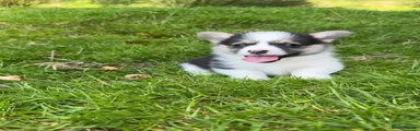 Welsh Corgi Pembroke Puppy 4