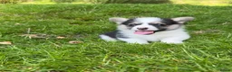 Welsh Corgi Pembroke dogs for sale: Beautiful Natural Bob Tail Pembrokeshire Pups - Advert 13