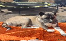 Akita dogs for sale: American akita puppies x7 - Image 3