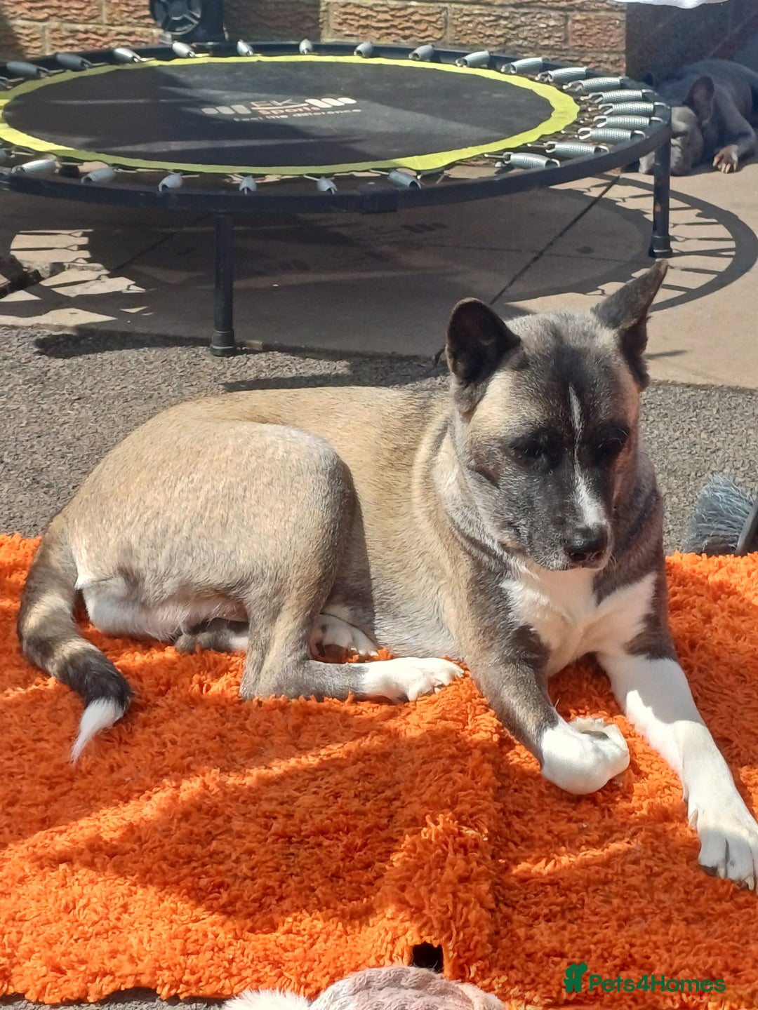 Akita dogs for sale: American akita puppies x7 - Image 3