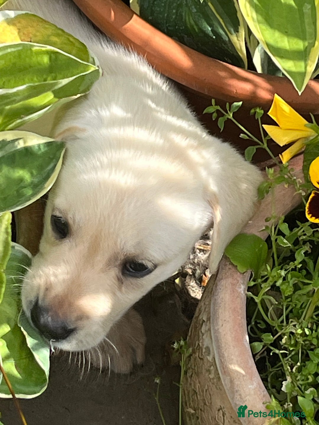 Labrador Retriever dogs for sale: Affectionate and adorable Labrador Puppies - Image 21