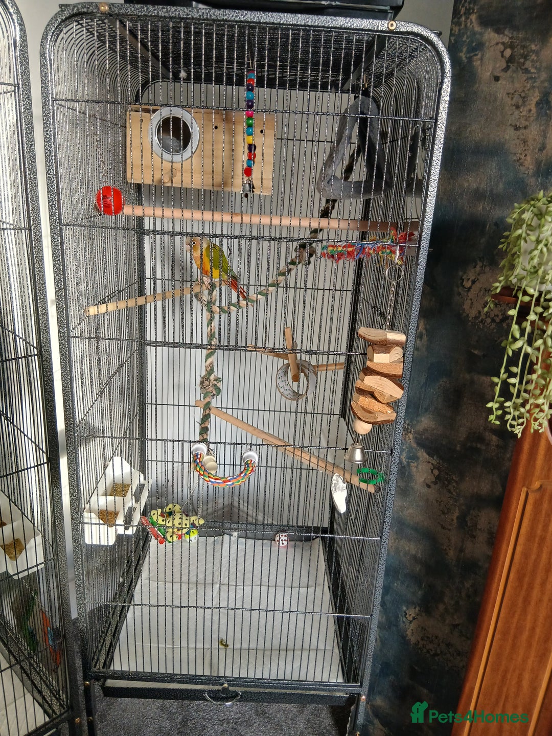Conures birds for sale: Pineapple conure  - Advert 3