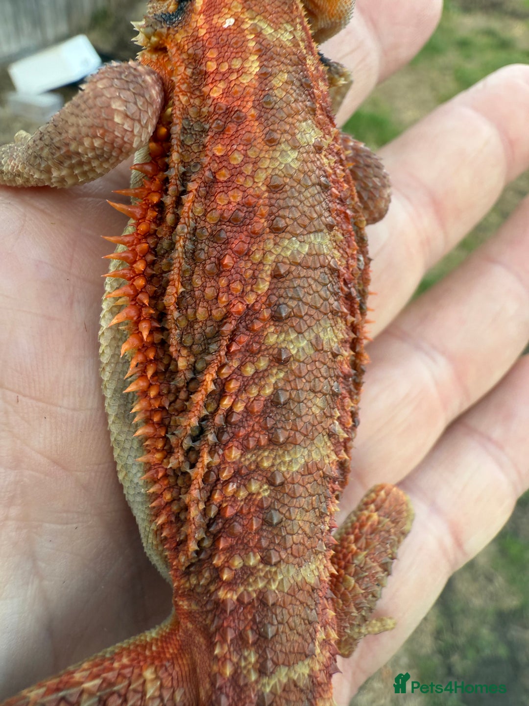 Bearded Dragon reptiles for sale: Bearded Dragon. Red Monster line Tiger Stripe - Image 6