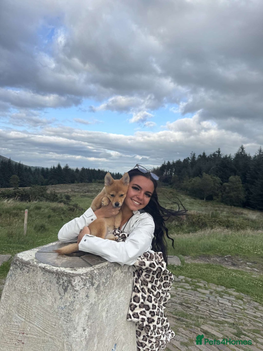 Mixed Breed dogs for sale: Beautiful 7 month old Pomshi hybrid  - Image 13