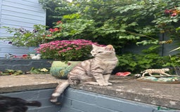 American Shorthair cats for sale: Gorgeous girl!!!🥰 - Image 6
