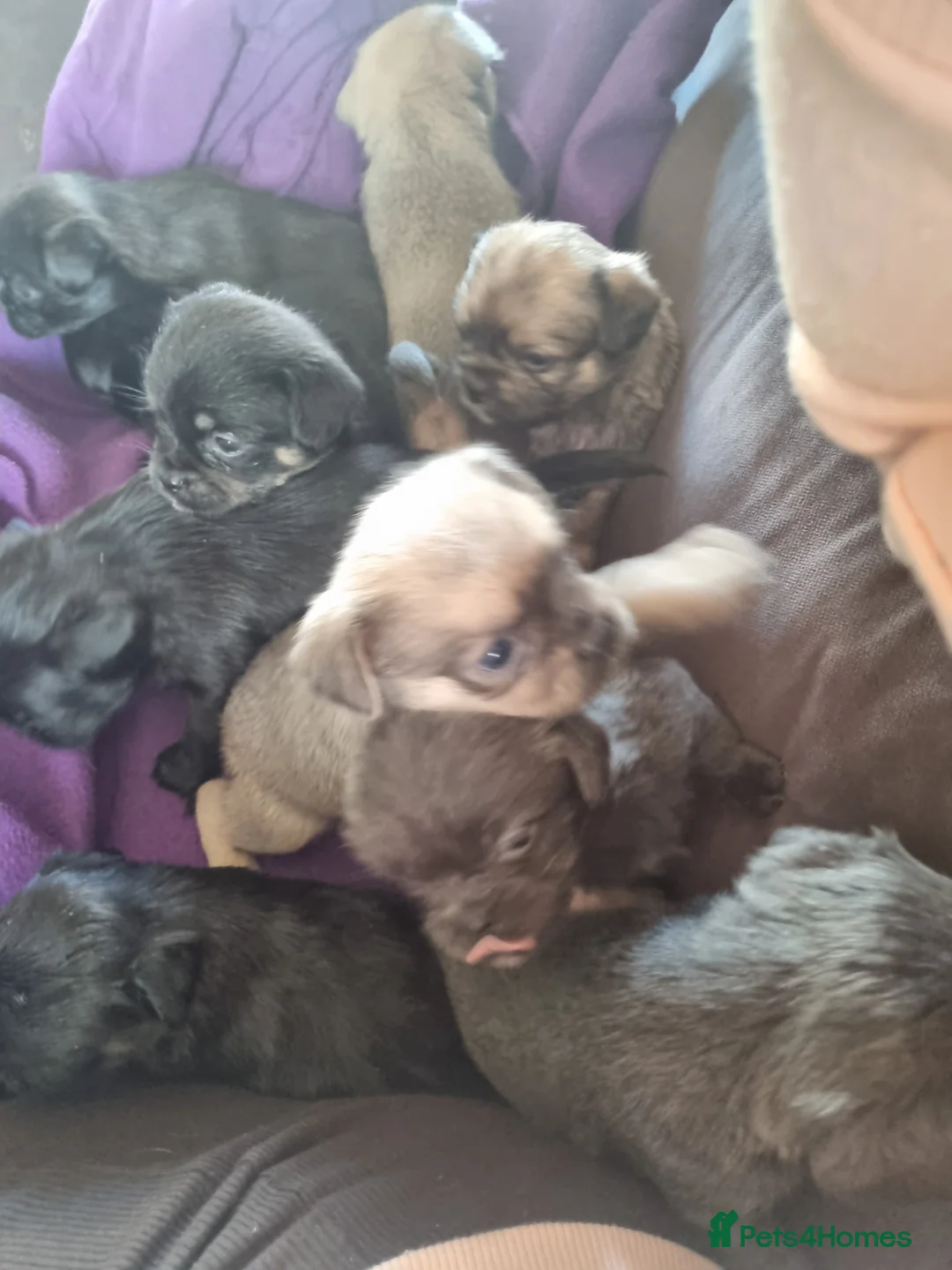 Mixed Breed dogs for sale: French bulldog x shihtzu puppies - Advert 3