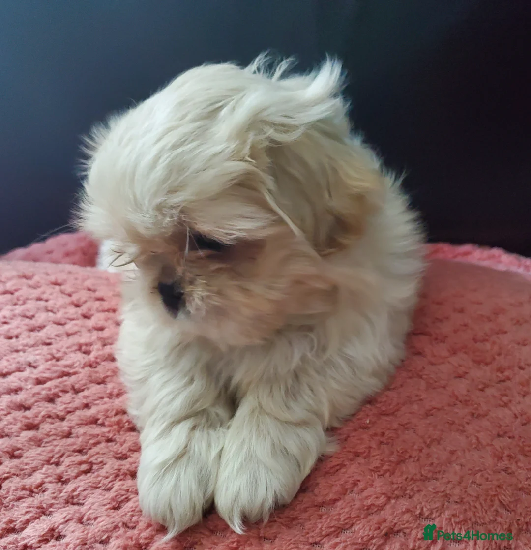 Mixed Breed dogs for sale: Shih tzu cross Pug puppies - Advert 36