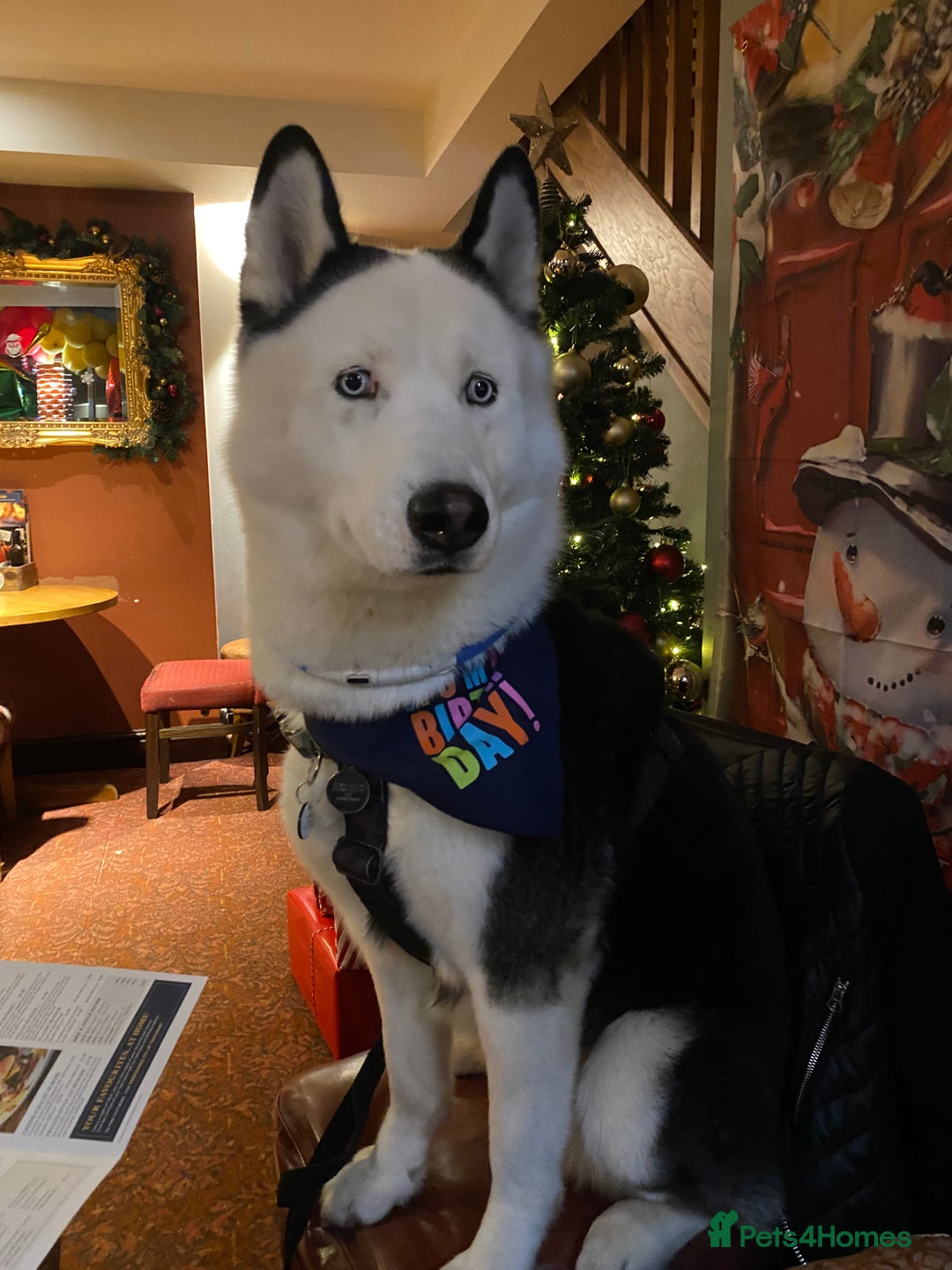 Siberian Husky dogs for stud: Stunning Blue eye Sibrian Husky for Stud in Liverpool - Image 1