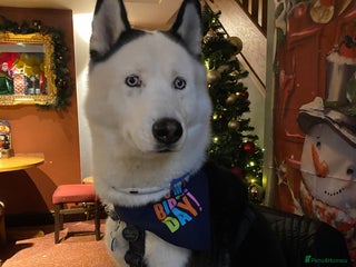 Siberian Husky dogs in Liverpool - Advert 26