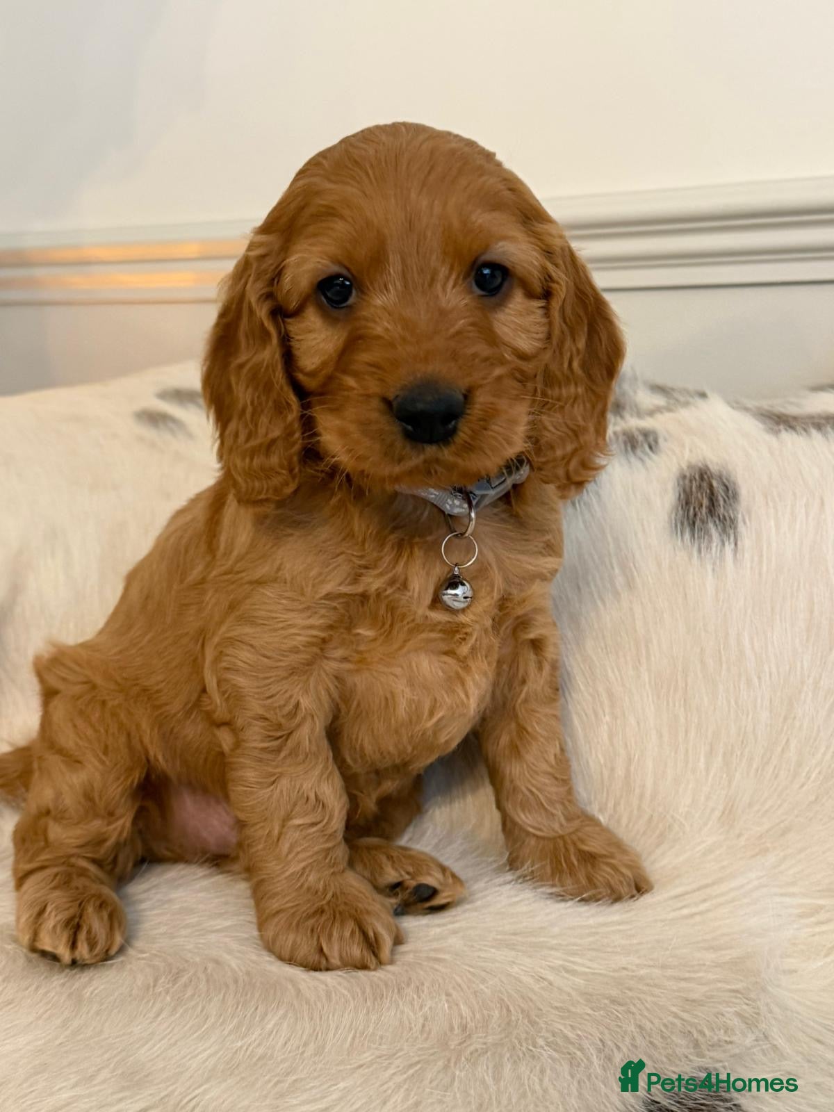 Cockapoo dogs Adorable F1 Cockapoo Puppies - Advert 1