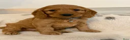 Cockapoo dogs for sale: Adorable F1 Cockapoo Puppies - Advert 9