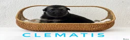 German Shepherd dogs for sale: Fully Health Tested, KC registered GSD puppies due - Advert 16
