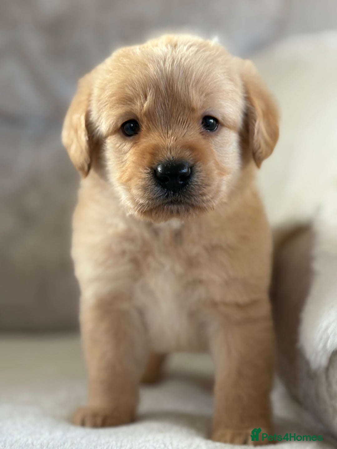 Labradoodle dogs for sale: Gorgeous f1 labradoodle puppies - Advert 18